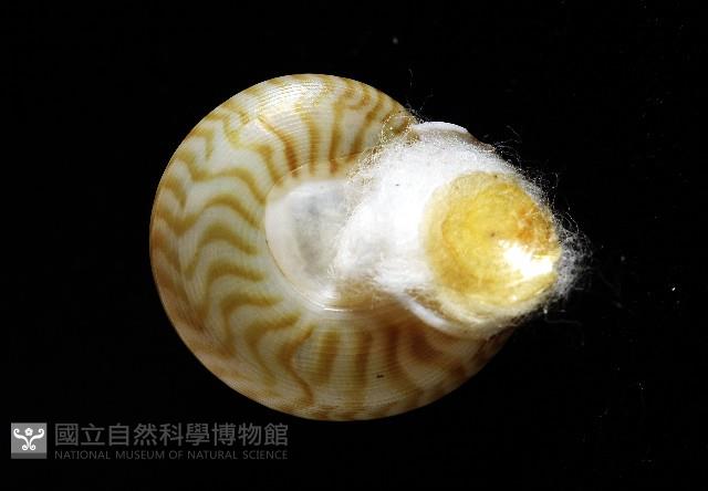 雲紋鐘螺藏品圖，第2張