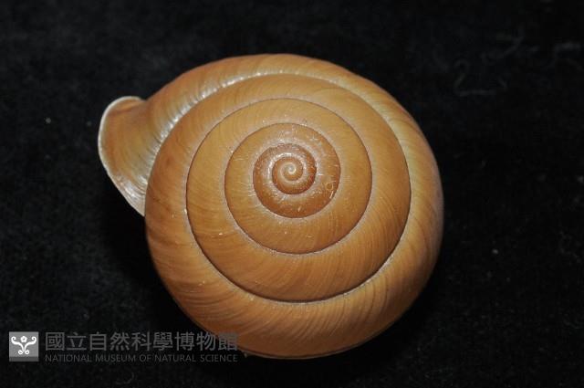 金崙栗蝸藏品圖，第2張