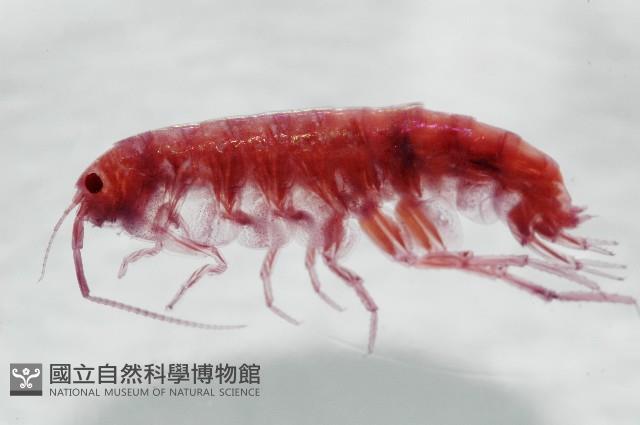 新種蘭嶼端足類藏品圖，第2張