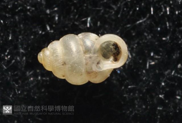 高山台灣芝麻蝸牛藏品圖，第2張