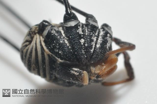 背斑偽盾刺盲蛛藏品圖，第2張