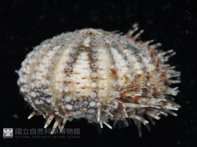 刻孔海膽藏品圖，第2張