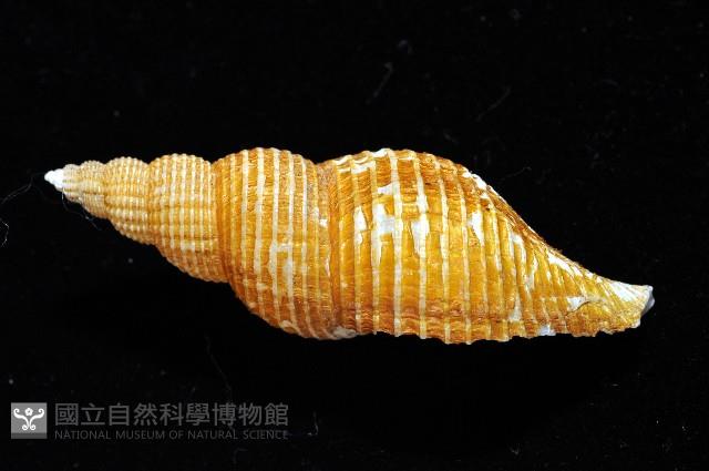 琉球峨螺藏品圖，第2張