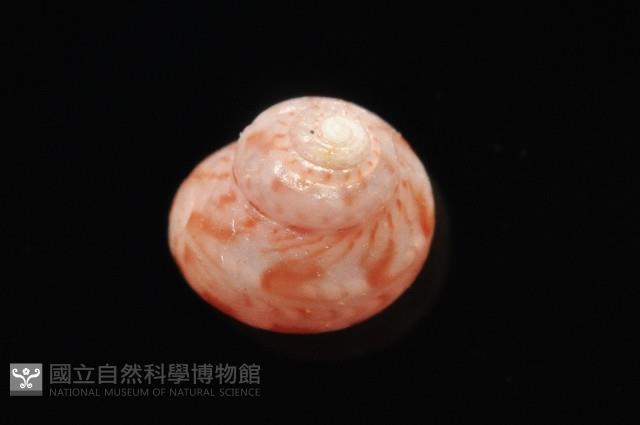 夏伊拉蠑螺藏品圖，第2張