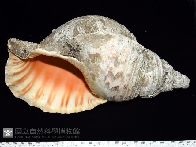 大法螺藏品圖，第2張