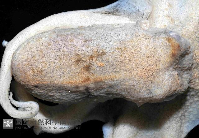 沙蛸(砂蛸、白線章魚)藏品圖，第2張