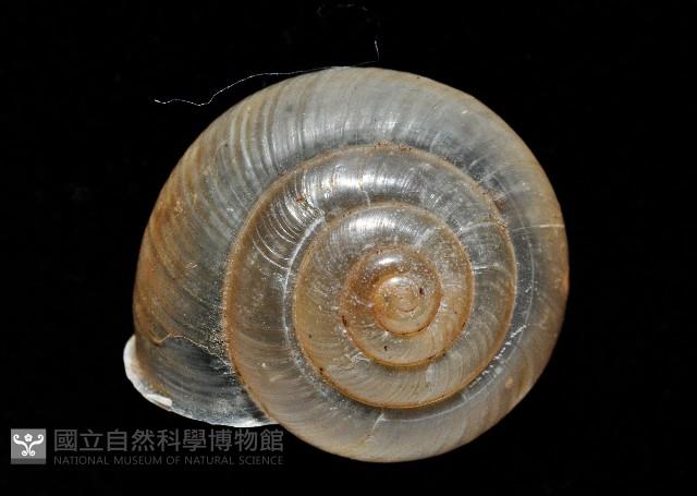 阿禮高腰蝸牛藏品圖，第2張