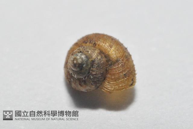檜谷東洋蝸藏品圖，第2張