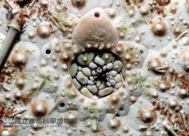 武裝月神海膽藏品圖，第2張