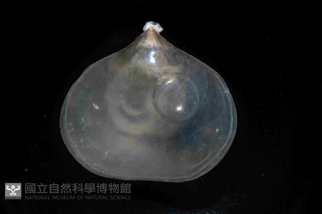 未知種新孔目酸漿貝藏品圖，第2張