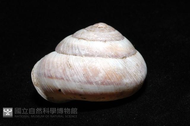 恆春栗蝸牛藏品圖，第2張