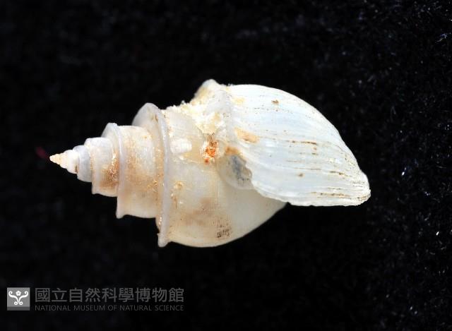 押方麂眼螺藏品圖，第2張