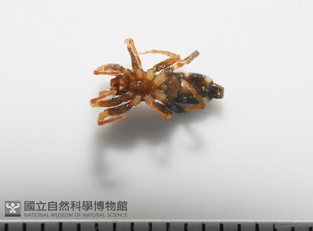 臺灣秘蛛藏品圖，第2張