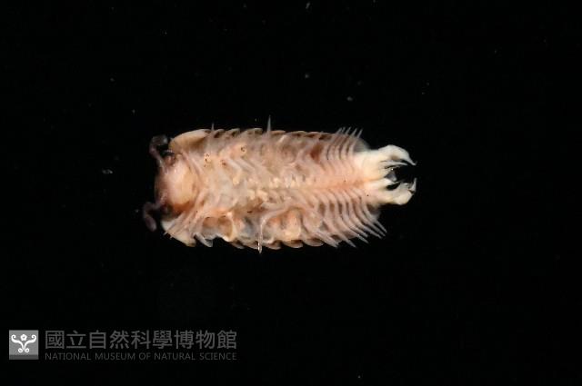 曲趾木球馬陸藏品圖，第2張