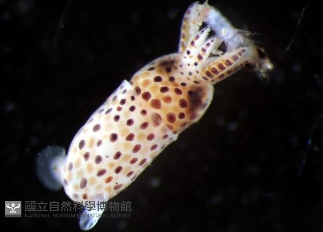 未知種微鰭烏賊藏品圖，第2張