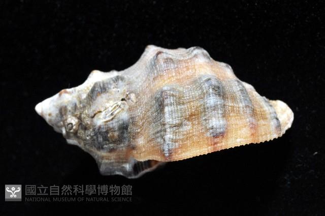 新種岩螺藏品圖，第2張