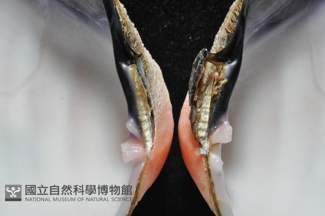 紫晃蛤藏品圖，第2張