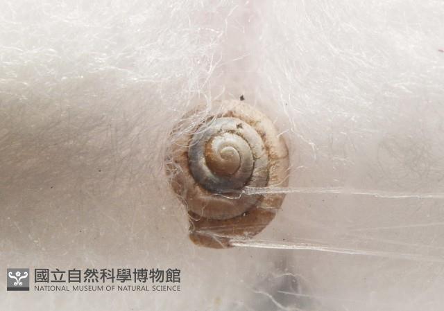 知本錐塔螺藏品圖，第2張
