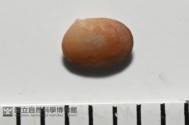 臺灣花瓣蛤藏品圖，第2張