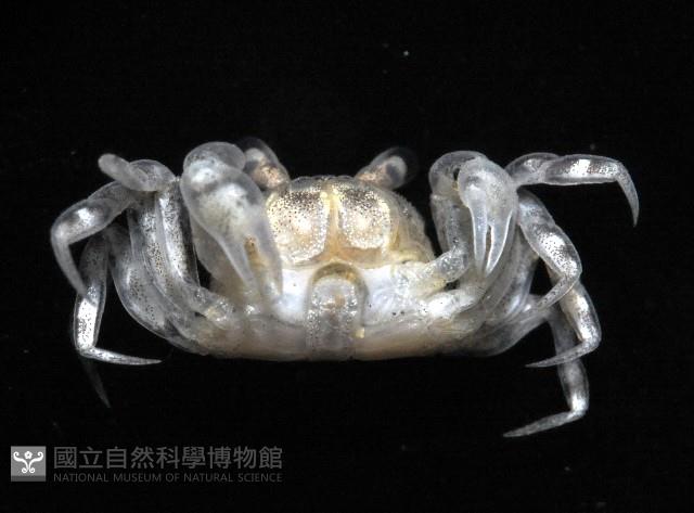 菲律賓股窗蟹藏品圖，第2張