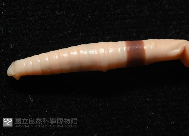 重期遠環蚓藏品圖，第2張