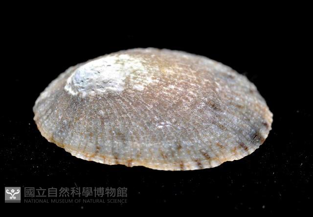 花笠螺藏品圖，第2張