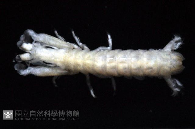 刺龍脊大沽氏蝦蛄藏品圖，第2張