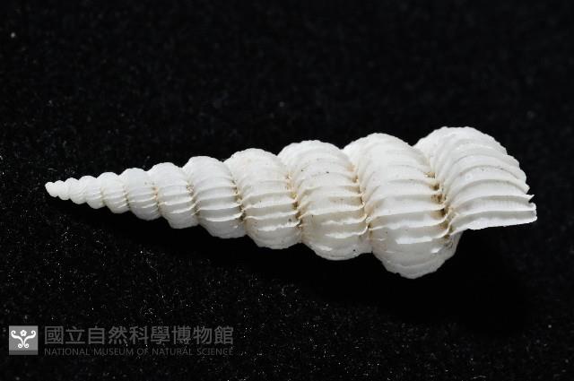 新種海螄螺藏品圖，第2張