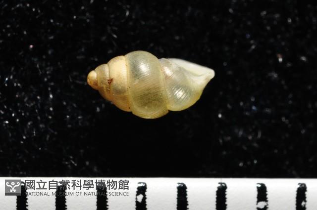 早板芝麻蝸牛藏品圖，第2張