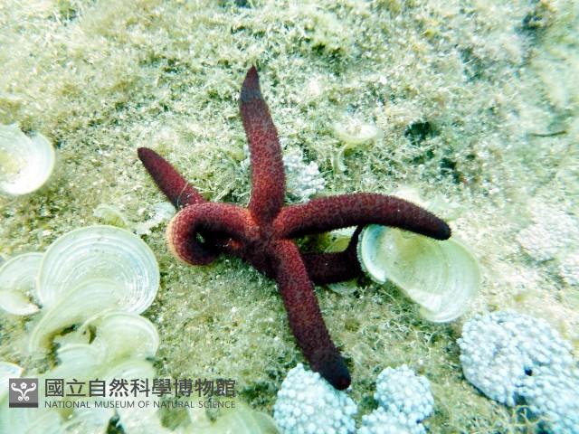 呂宋棘海星藏品圖，第2張