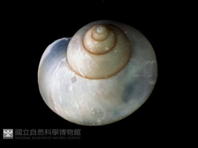 斑青山蝸牛藏品圖，第2張