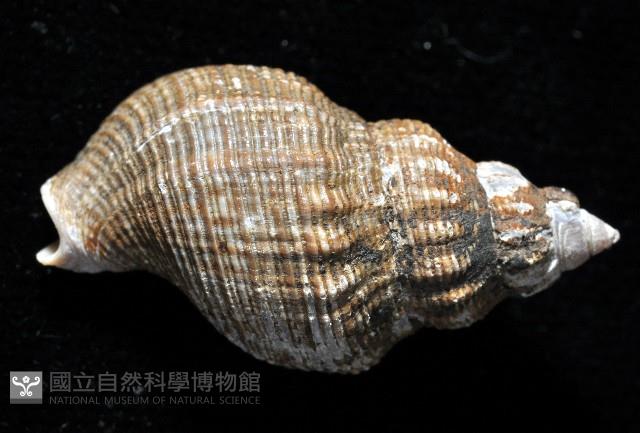 褐皮峨螺藏品圖，第2張