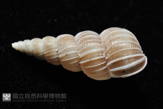 銹底海螄螺藏品圖，第2張