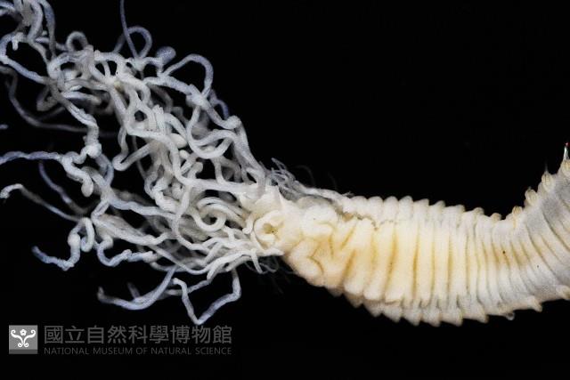 七股搓蟄蟲藏品圖，第2張
