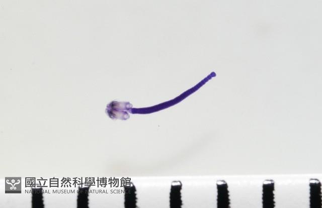 新種棘槽絛蟲藏品圖，第2張
