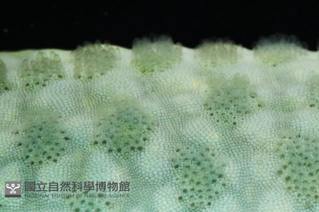 藍指海星藏品圖，第2張