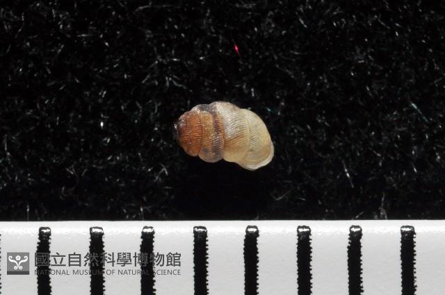 下齒芝麻蝸牛藏品圖，第2張