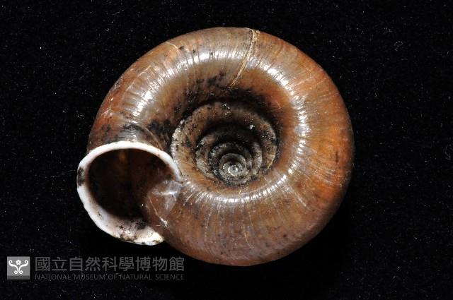彩虹大臍蝸牛藏品圖，第2張