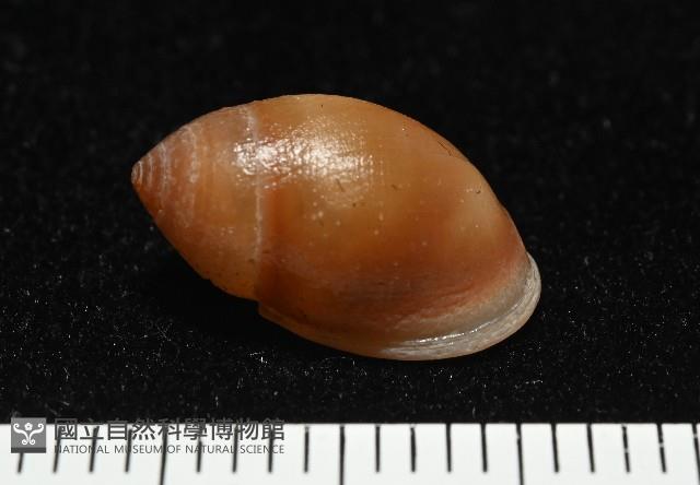 鼴耳螺藏品圖，第2張