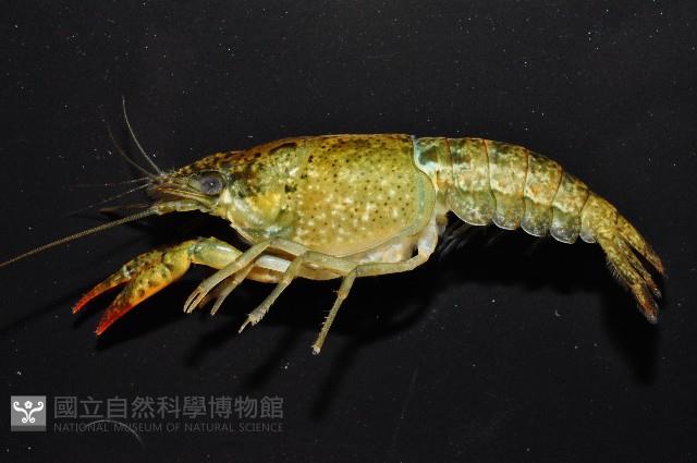 克氏原喇蛄藏品圖，第2張