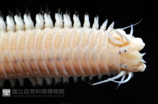 雙齒圍沙蠶藏品圖，第2張