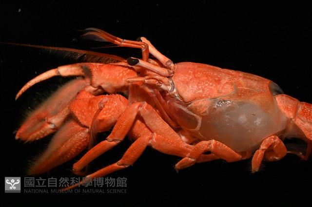 大門螯(大輕石)寄居蟹藏品圖，第2張