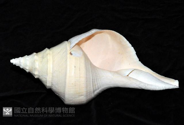 澳洲大香螺藏品圖，第2張