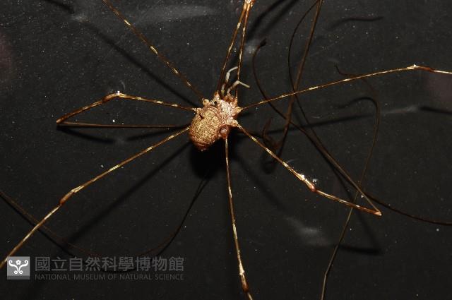 登錄號:007926-00001藏品圖，第2張