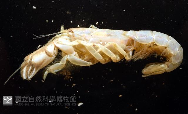 大指泥蝦藏品圖，第2張