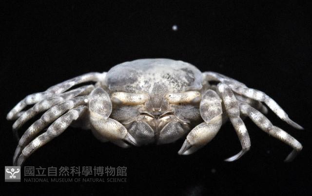 沈氏股窗蟹藏品圖，第2張