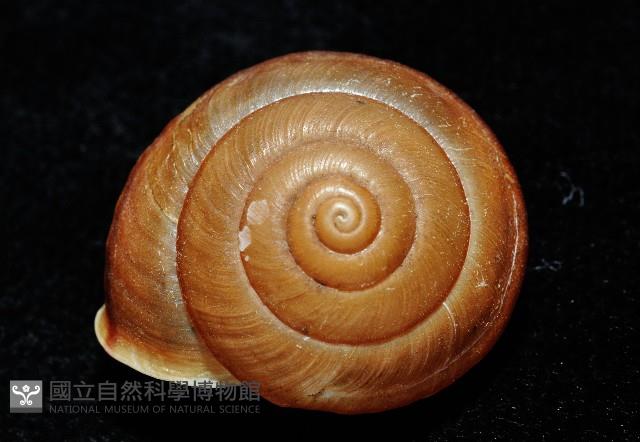 鱗高腰蝸牛(鱗菱蝸牛)藏品圖，第2張