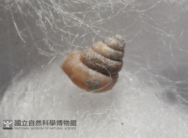 知本小班蝸藏品圖，第2張