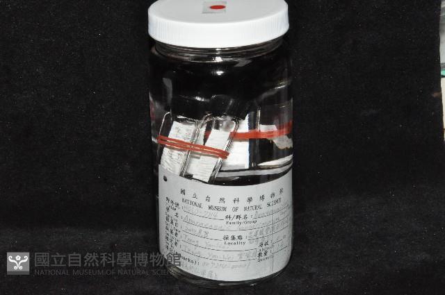 光齒非擬原足蟲藏品圖，第2張