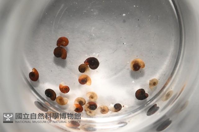 微小扁釘螺藏品圖，第2張